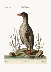 De pinguïn, 1749-73